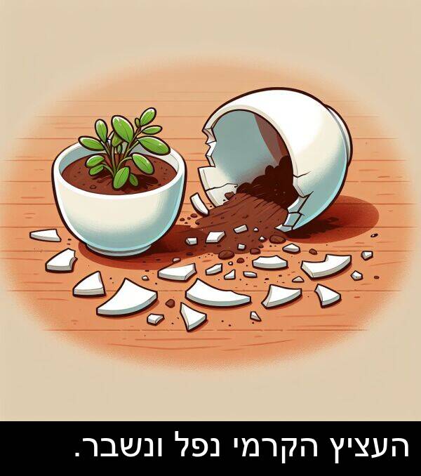 נפל: העציץ הקרמי נפל ונשבר.