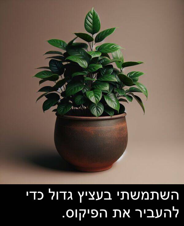 גדול: השתמשתי בעציץ גדול כדי להעביר את הפיקוס.