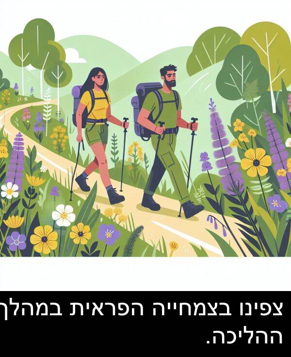 צפינו: צפינו בצמחייה הפראית במהלך ההליכה.