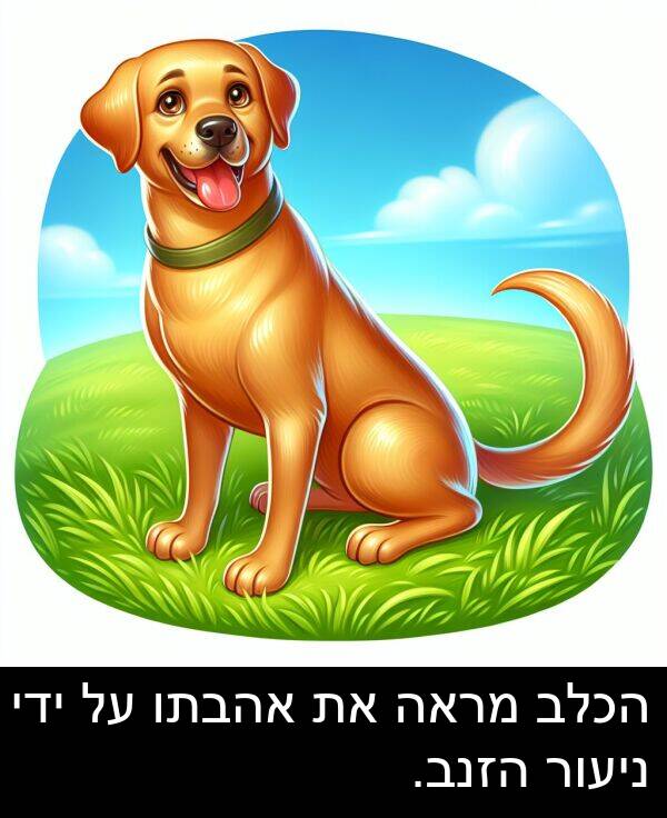 אהבתו: הכלב מראה את אהבתו על ידי ניעור הזנב.