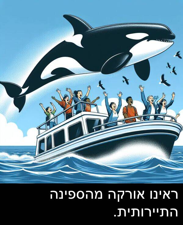 אורקה: ראינו אורקה מהספינה התיירותית.