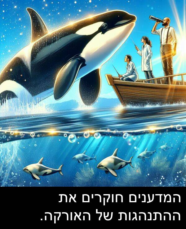 חוקרים: המדענים חוקרים את ההתנהגות של האורקה.