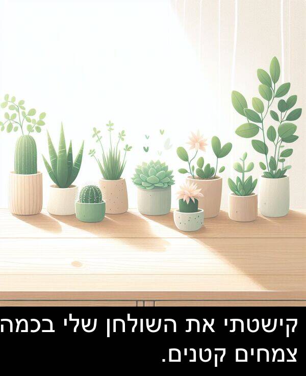 צמחים: קישטתי את השולחן שלי בכמה צמחים קטנים.
