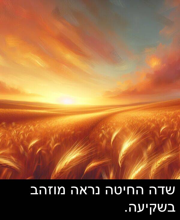 שדה: שדה החיטה נראה מוזהב בשקיעה.