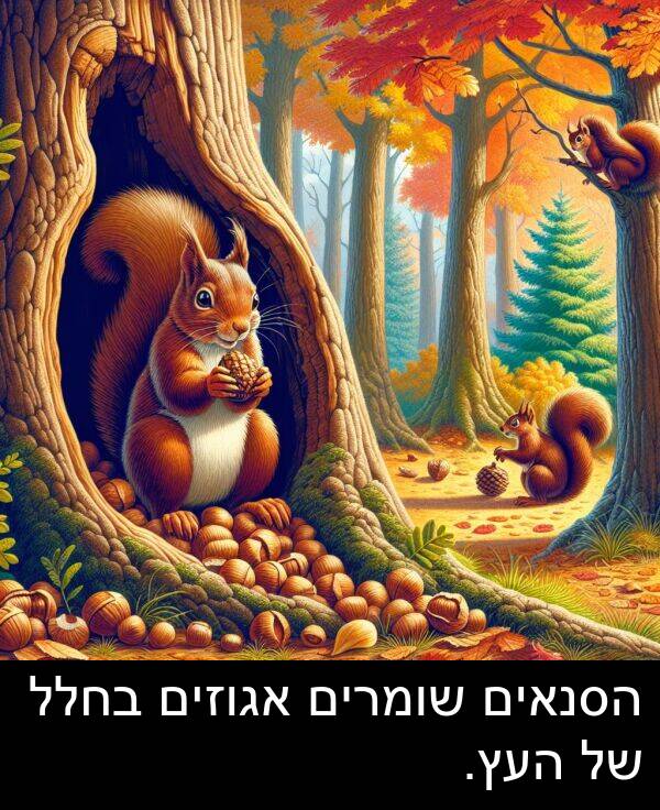 אגוזים: הסנאים שומרים אגוזים בחלל של העץ.