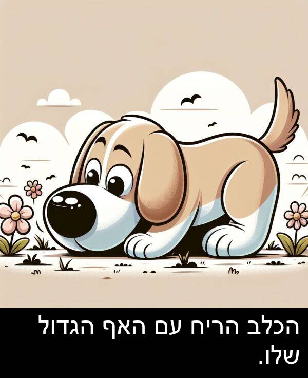 האף: הכלב הריח עם האף הגדול שלו.