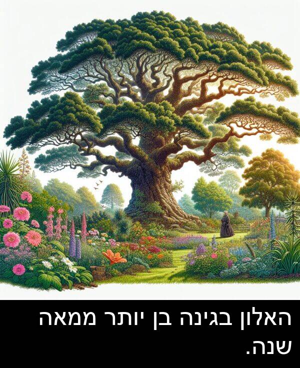 בגינה: האלון בגינה בן יותר ממאה שנה.