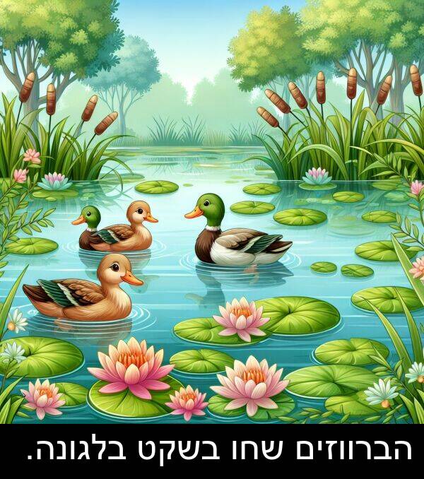 בלגונה: הברווזים שחו בשקט בלגונה.