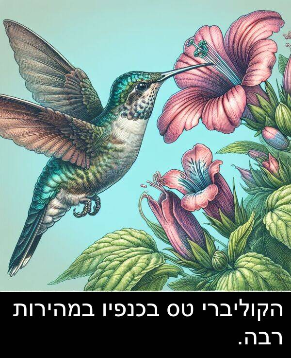 רבה: הקוליברי טס בכנפיו במהירות רבה.