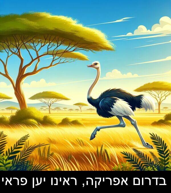 פראי: בדרום אפריקה, ראינו יען פראי.