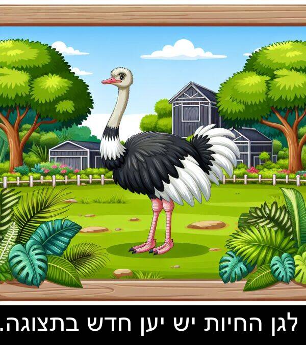חדש: לגן החיות יש יען חדש בתצוגה.