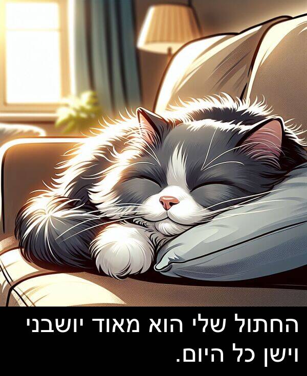 יושבני: החתול שלי הוא מאוד יושבני וישן כל היום.