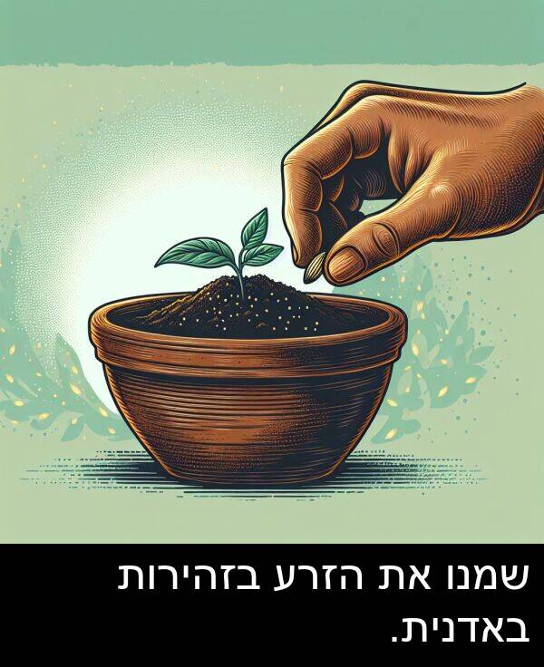 הזרע: שמנו את הזרע בזהירות באדנית.