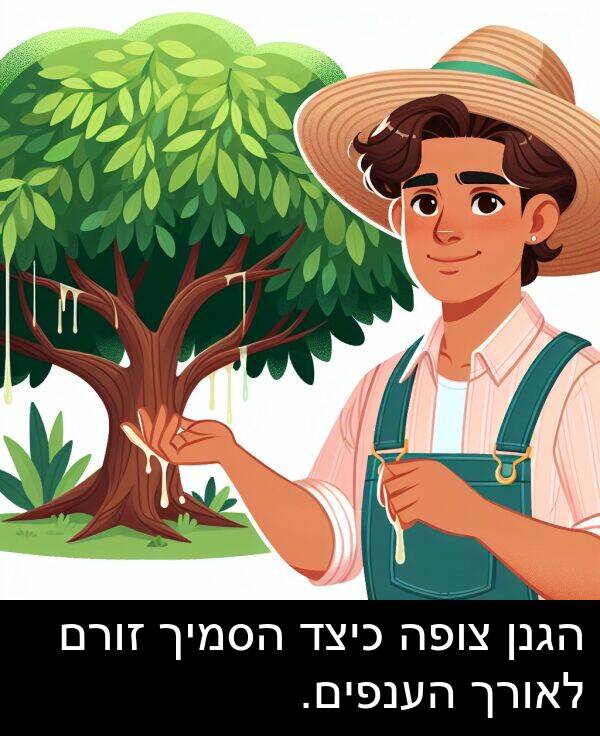 צופה: הגנן צופה כיצד הסמיך זורם לאורך הענפים.