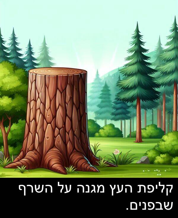 מגנה: קליפת העץ מגנה על השרף שבפנים.