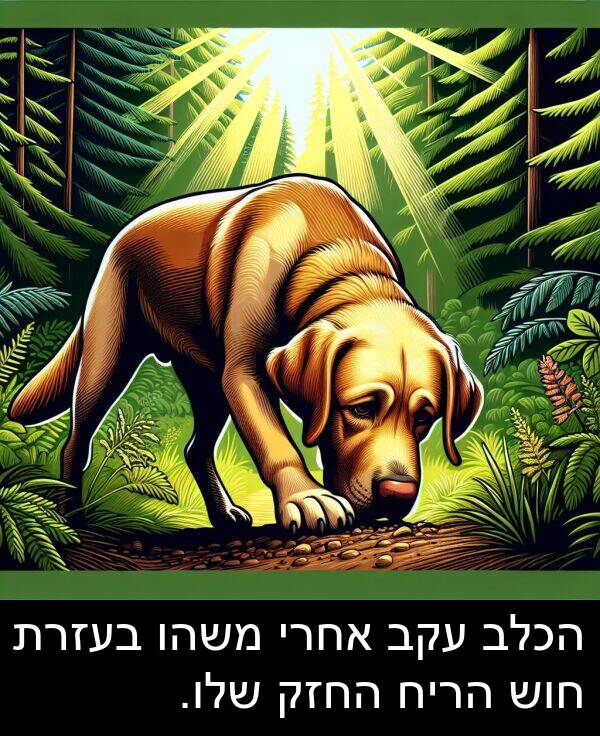 אחרי: הכלב עקב אחרי משהו בעזרת חוש הריח החזק שלו.