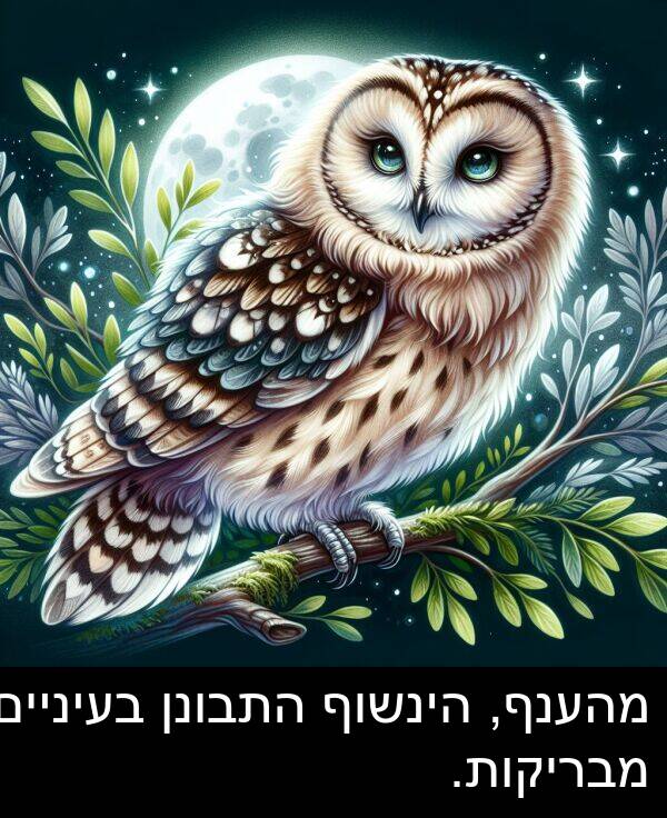 מבריקות: מהענף, הינשוף התבונן בעיניים מבריקות.