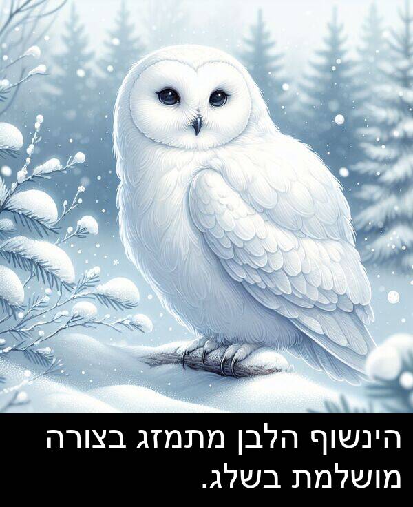 הלבן: הינשוף הלבן מתמזג בצורה מושלמת בשלג.