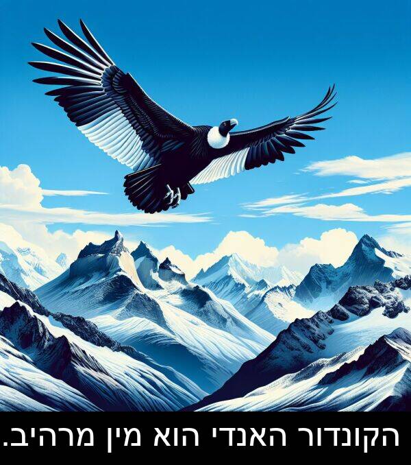 מרהיב: הקונדור האנדי הוא מין מרהיב.