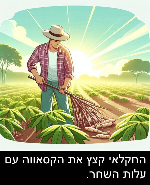 עלות: החקלאי קצץ את הקסאווה עם עלות השחר.
