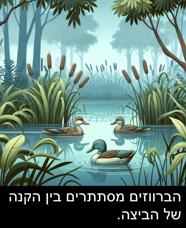 הביצה: הברווזים מסתתרים בין הקנה של הביצה.