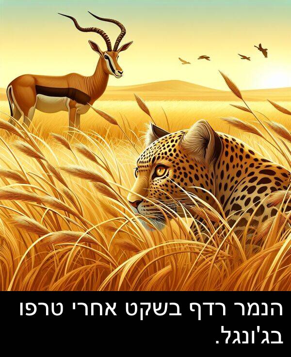 אחרי: הנמר רדף בשקט אחרי טרפו בג'ונגל.