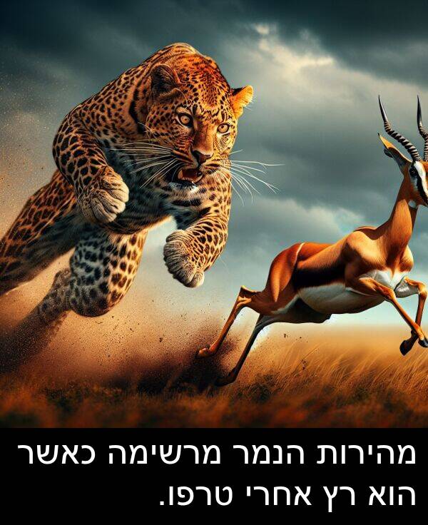 אחרי: מהירות הנמר מרשימה כאשר הוא רץ אחרי טרפו.