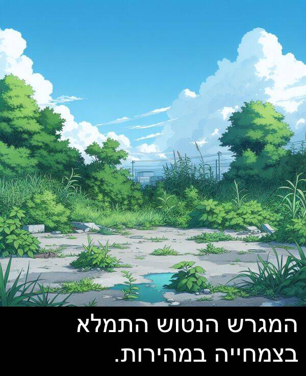הנטוש: המגרש הנטוש התמלא בצמחייה במהירות.