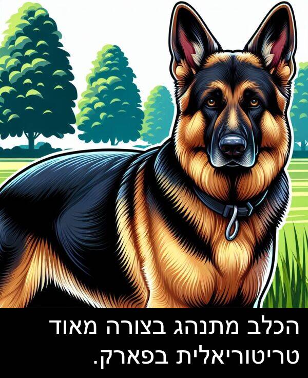 טריטוריאלית: הכלב מתנהג בצורה מאוד טריטוריאלית בפארק.