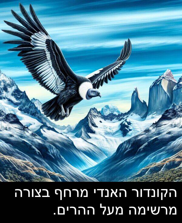 מרשימה: הקונדור האנדי מרחף בצורה מרשימה מעל ההרים.