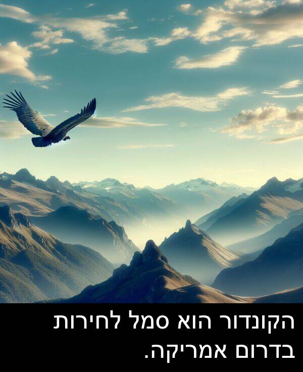 בדרום: הקונדור הוא סמל לחירות בדרום אמריקה.