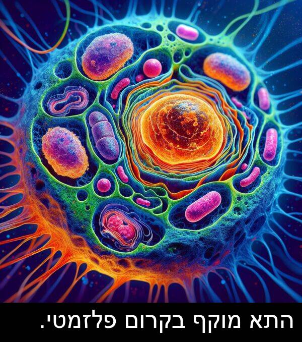 התא: התא מוקף בקרום פלזמטי.