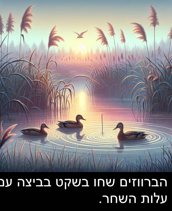 בביצה: הברווזים שחו בשקט בביצה עם עלות השחר.