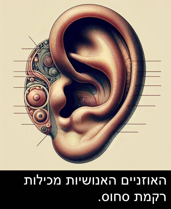 סחוס: האוזניים האנושיות מכילות רקמת סחוס.