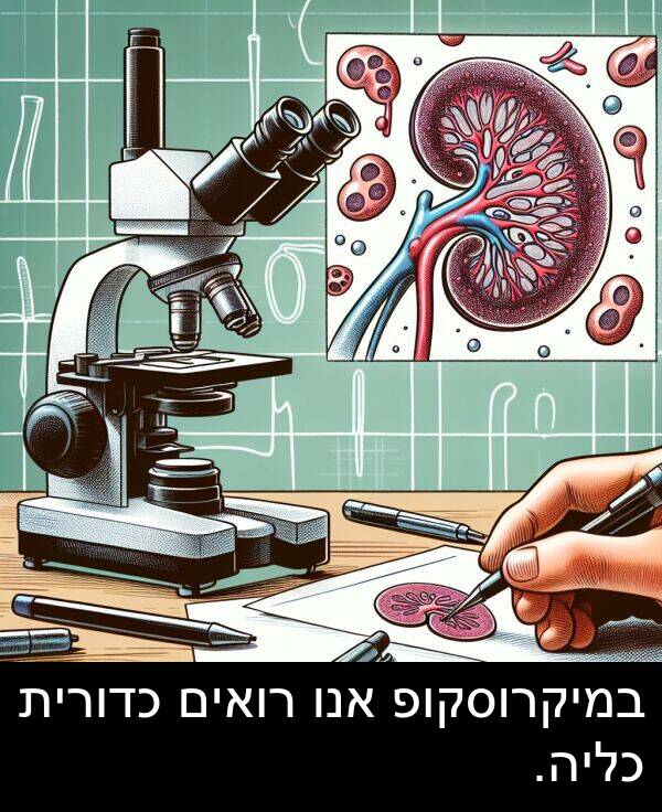 במיקרוסקופ: במיקרוסקופ אנו רואים כדורית כליה.