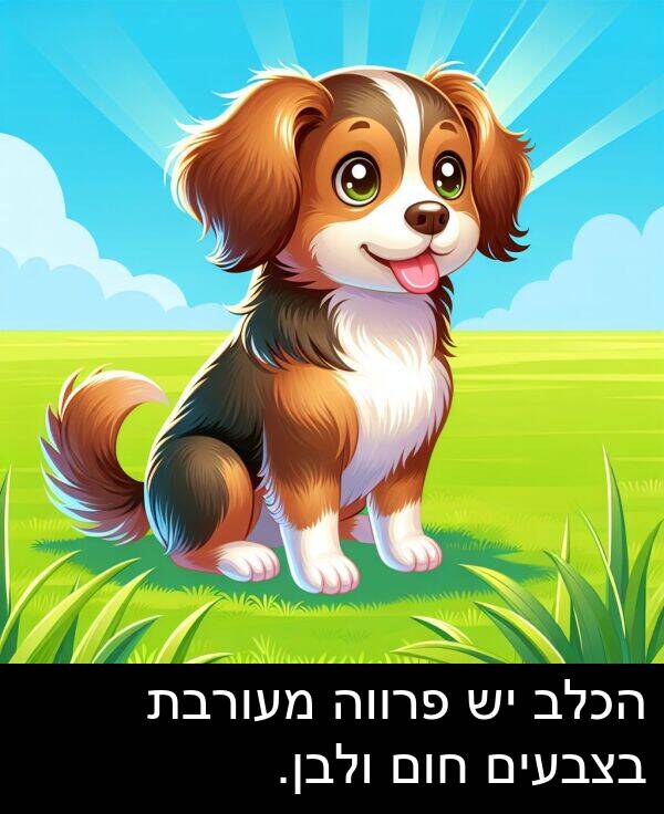 פרווה: הכלב יש פרווה מעורבת בצבעים חום ולבן.