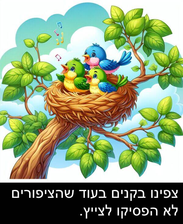 צפינו: צפינו בקנים בעוד שהציפורים לא הפסיקו לצייץ.