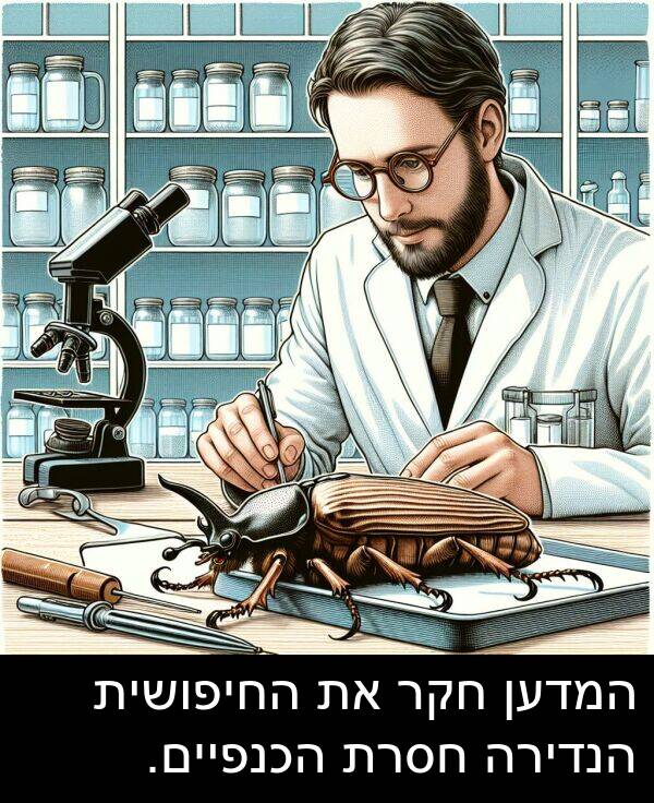 חסרת: המדען חקר את החיפושית הנדירה חסרת הכנפיים.