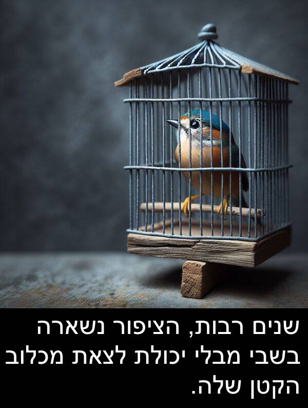 מבלי: שנים רבות, הציפור נשארה בשבי מבלי יכולת לצאת מכלוב הקטן שלה.