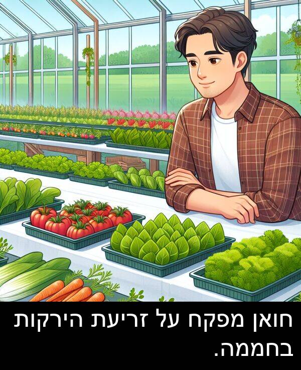 זריעת: חואן מפקח על זריעת הירקות בחממה.
