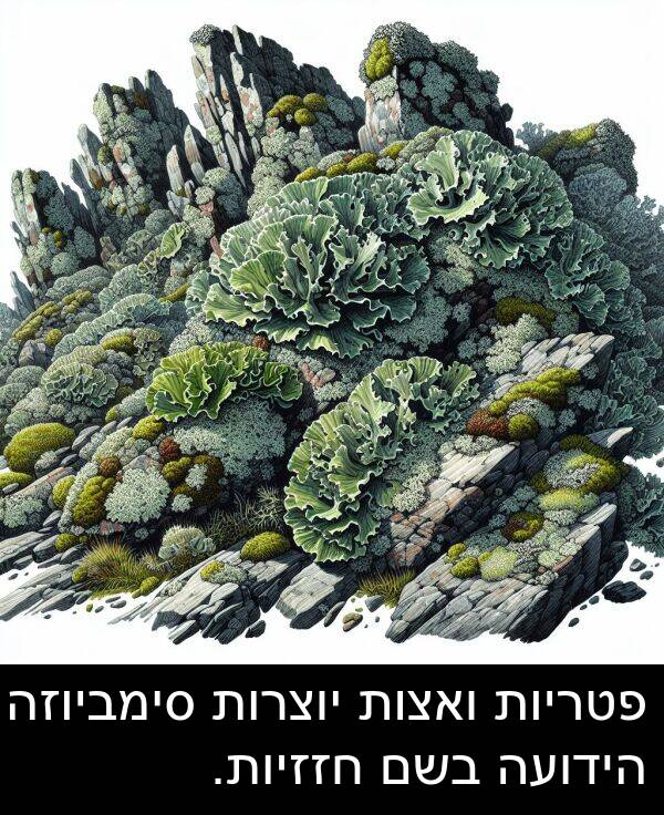 פטריות: פטריות ואצות יוצרות סימביוזה הידועה בשם חזזיות.