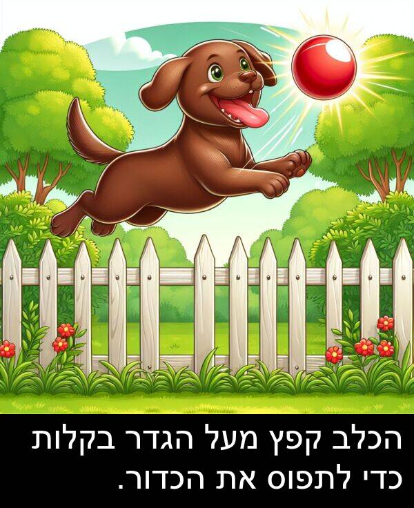 קפץ: הכלב קפץ מעל הגדר בקלות כדי לתפוס את הכדור.