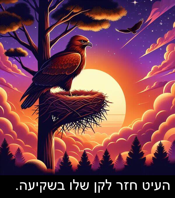 העיט: העיט חזר לקן שלו בשקיעה.