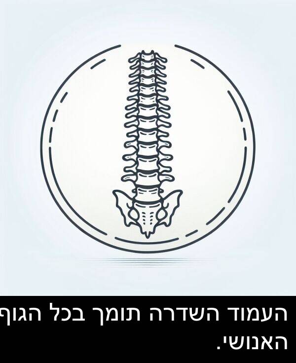 תומך: העמוד השדרה תומך בכל הגוף האנושי.