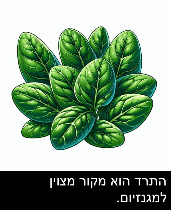 מצוין: התרד הוא מקור מצוין למגנזיום.