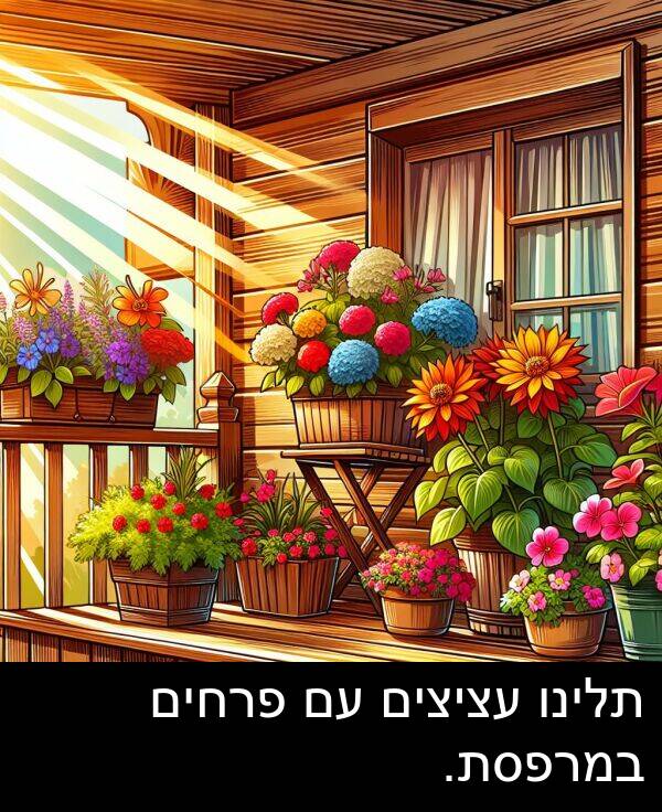 פרחים: תלינו עציצים עם פרחים במרפסת.