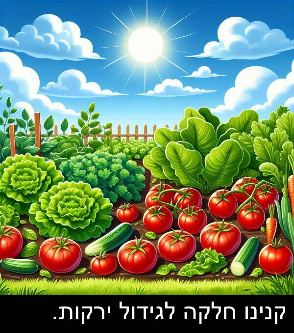 חלקה: קנינו חלקה לגידול ירקות.