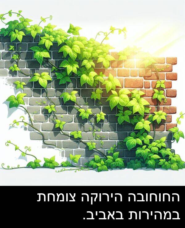באביב: החוחובה הירוקה צומחת במהירות באביב.