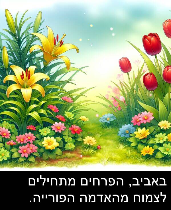 באביב: באביב, הפרחים מתחילים לצמוח מהאדמה הפורייה.