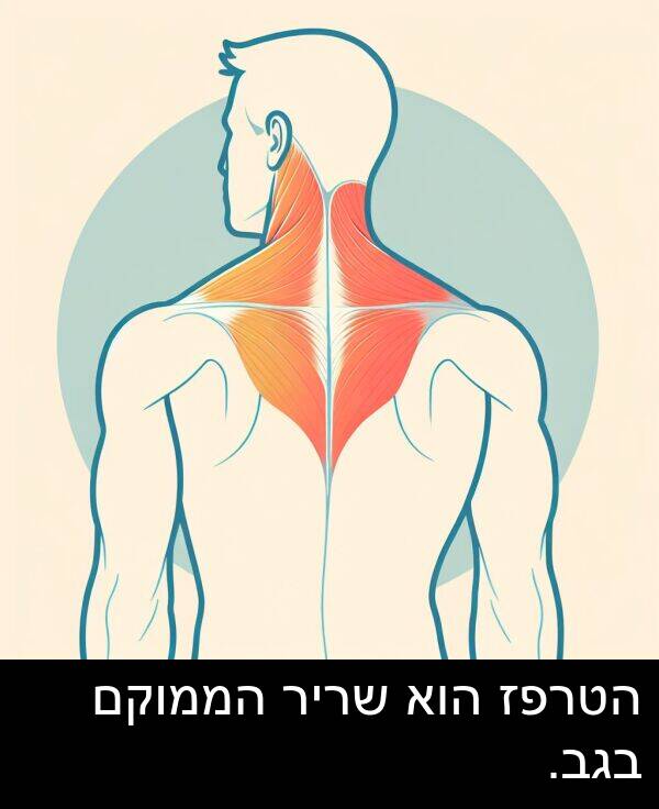 בגב: הטרפז הוא שריר הממוקם בגב.
